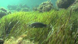banco de posidonia 