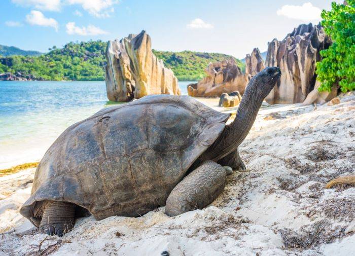 Tortuga gigante de Seychelles, una de las muchas especies que se observan en la islatomada de: Bioguia