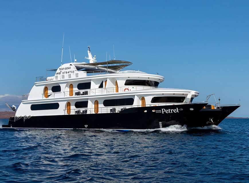 Petrel Custom