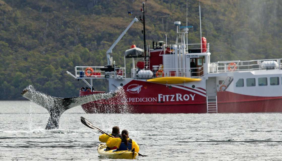 Sortie en kayak pour observer la faune chilienne