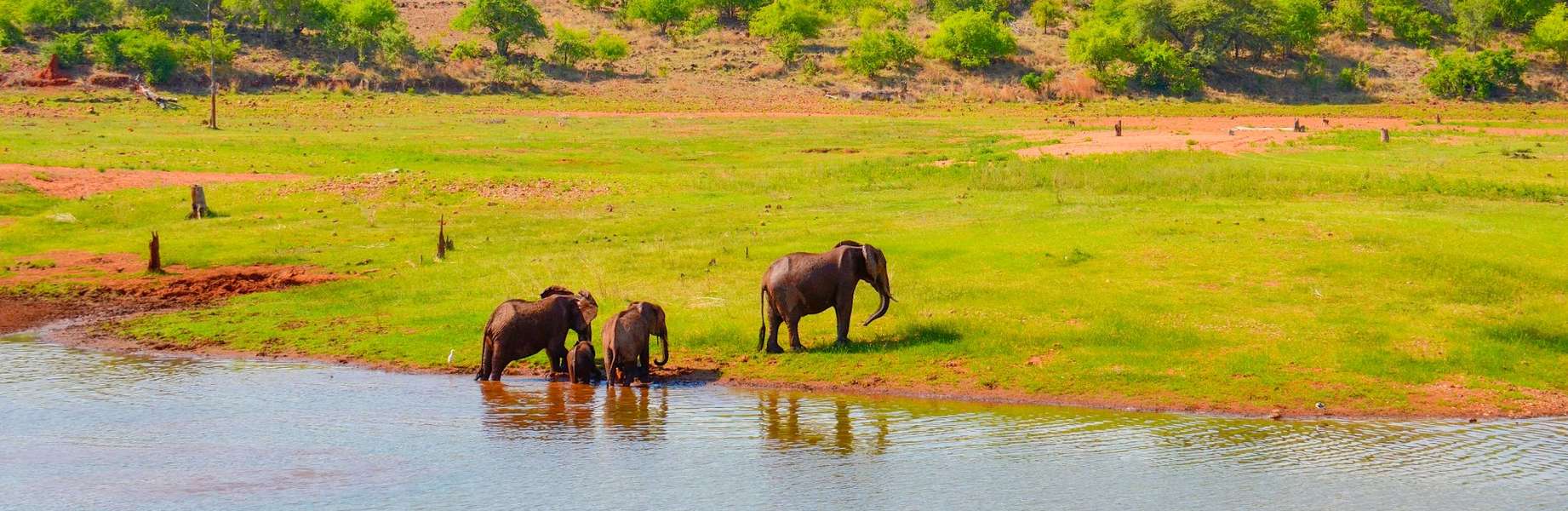 Une aventure surprenante au milieu des animaux de la savane