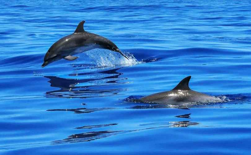 Oceanis 48