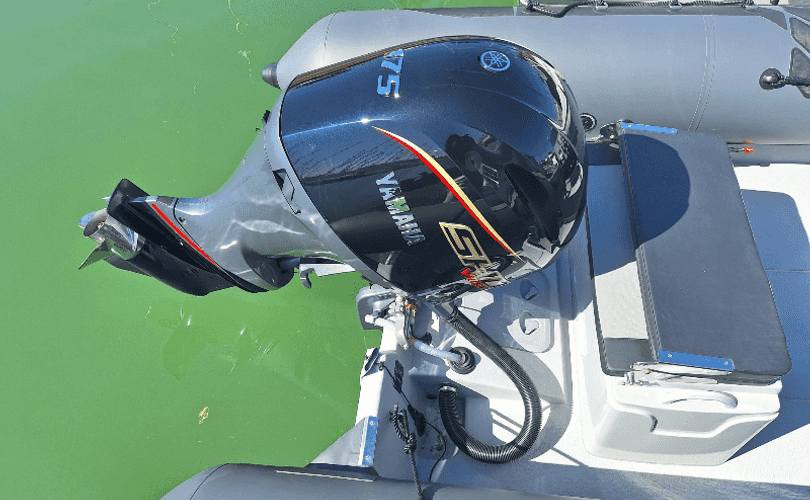 Photo Narwhal 670 (2025)