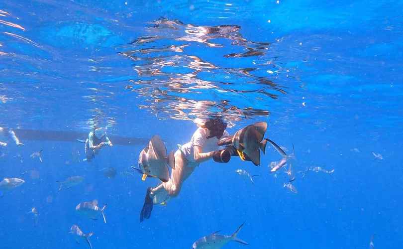 Photo Lagoon 620 (2016)