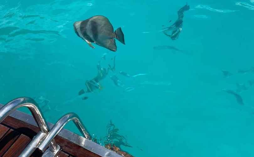 Photo Lagoon 620 (2016)