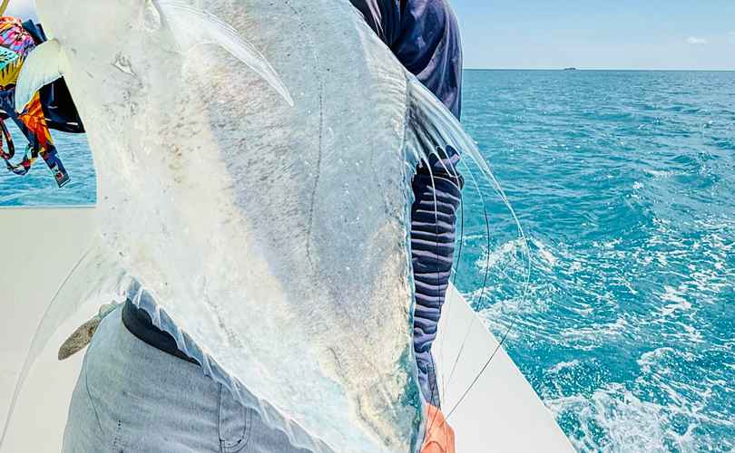 Photo Saona 47 (2017)