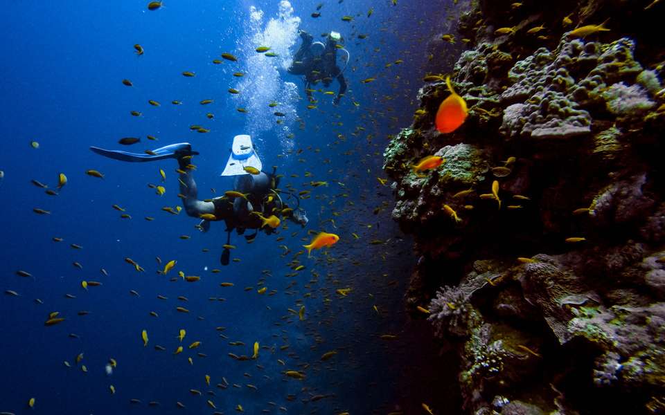 Croisière plongée en Égypte