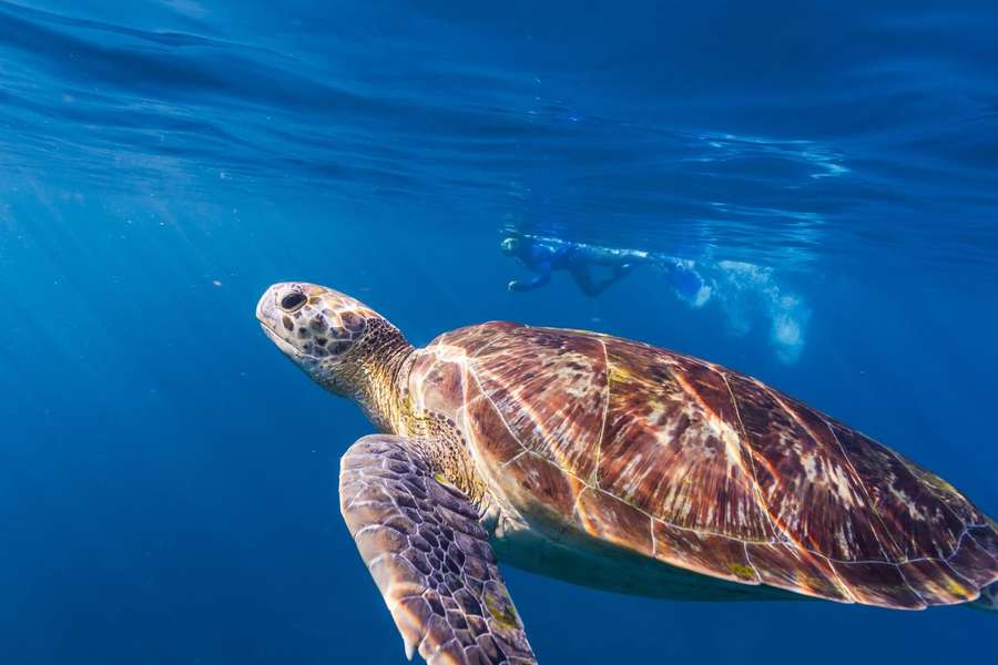 Tauchen auf einer Kreuzfahrt in Mauritius