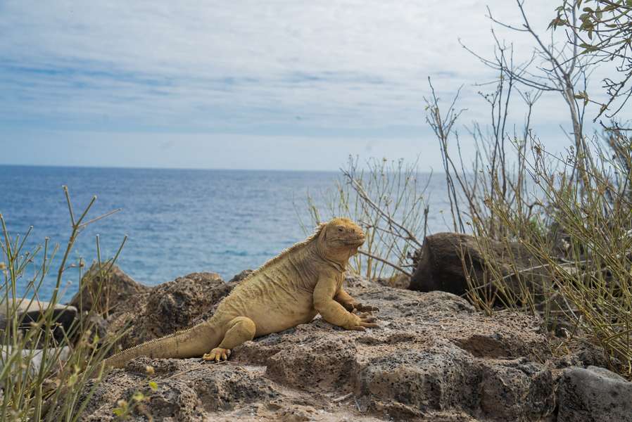 Photo Explora la naturaleza salvaje de las Galápagos en catamarán a motor