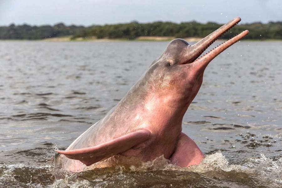 Photo Croisière en Amazonie