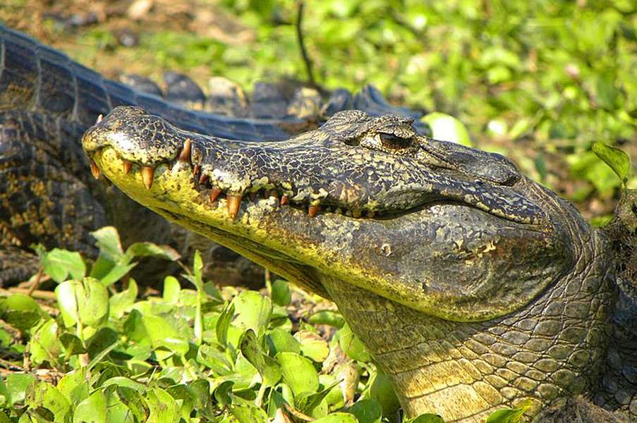 Photo Croisière en Amazonie