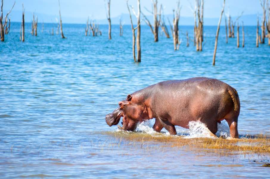 Photo L'Afrique Australe en croisière-safari