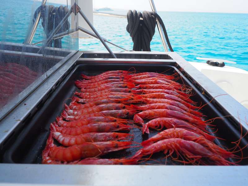 Photo Descubre Ibiza en un crucero en catamarán