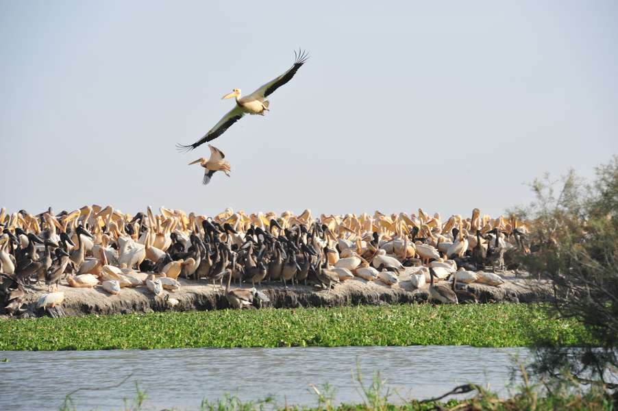 Photo Kreuzfahrt auf dem Fluss Senegal