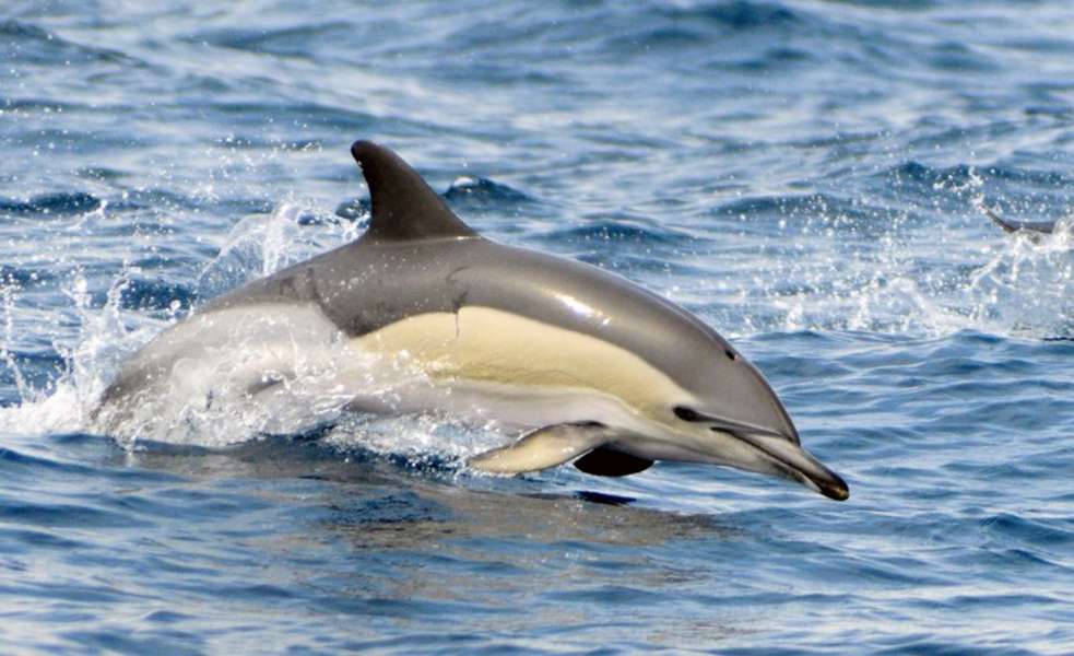 Photo Traversée de l'Atlantique au départ de Lorient ou de la Guadeloupe