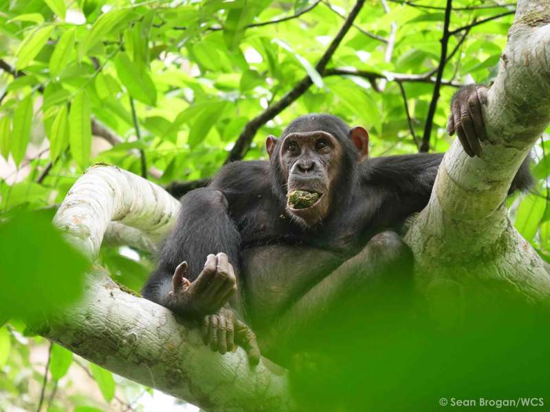 Photo Croisière naturaliste sur le fleuve Congo
