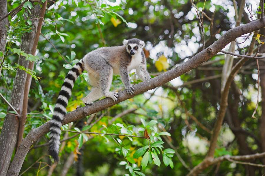 Photo Esplora il Madagascar in un viaggio su misura