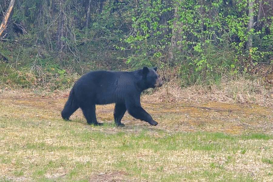 Photo Alaska an Bord des Segelschiffs Odyssey entdecken