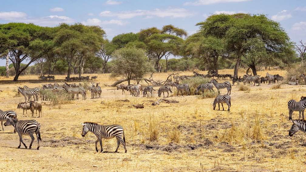 Photo Croisière à Zanzibar & Safari en Tanzanie