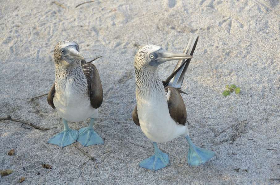 Photo Tour des îles Galapagos