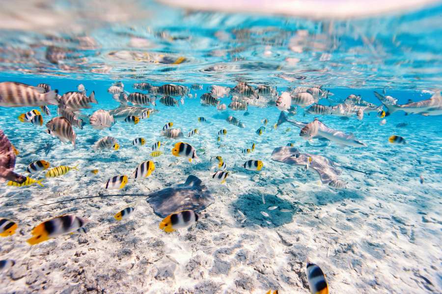 Photo Polinezja Francuska | Lagoon 620 | Rejs katamaranem z Raiatea na Bora Bora