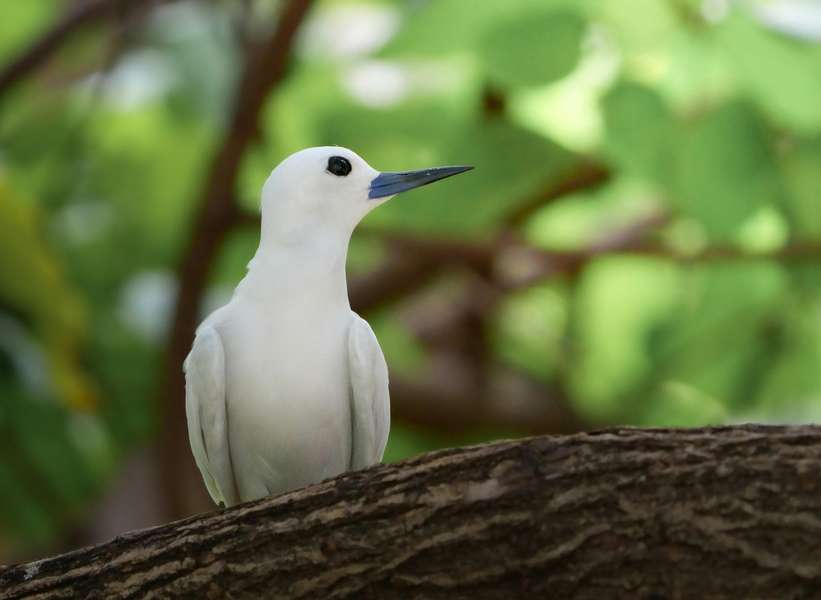 Photo Ihr Kabinencharter auf den Seychellen auf einem Katamaran