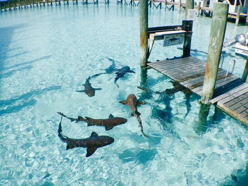 Photo Les Îles Exumas en croisière à la cabine
