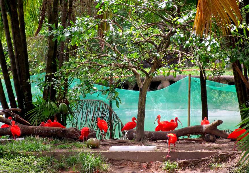 Photo Croisière en Amazonie