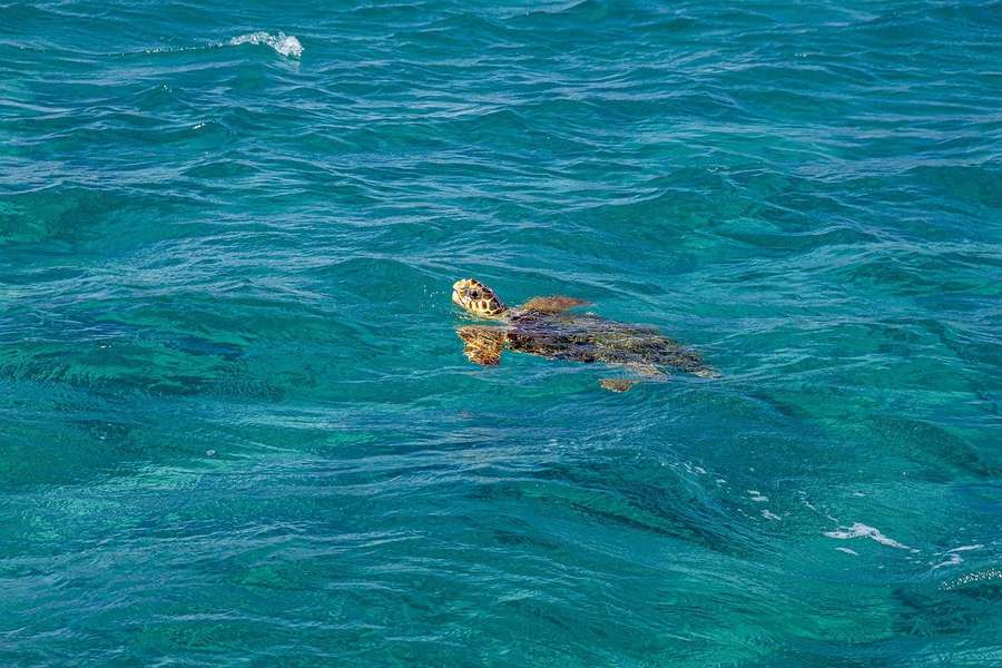 Photo Traumurlaub in den Antillen an Bord eines Katamarans