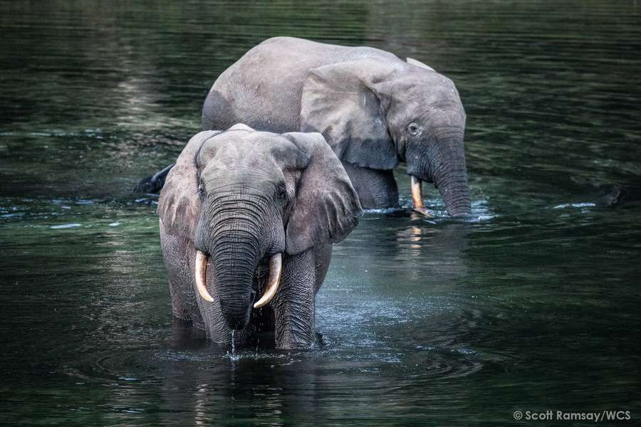 Photo Croisière naturaliste sur le fleuve Congo