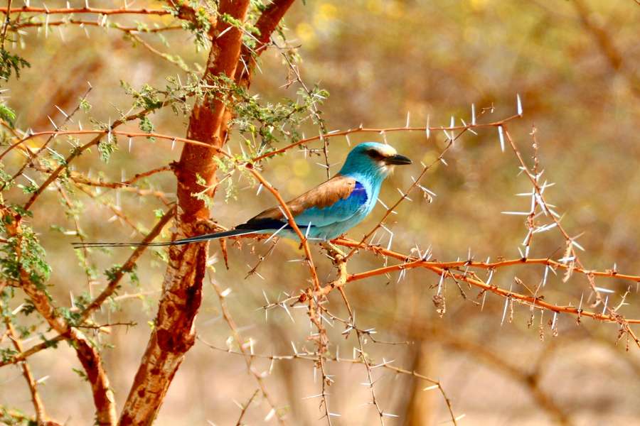 Photo Kreuzfahrt auf dem Fluss Senegal