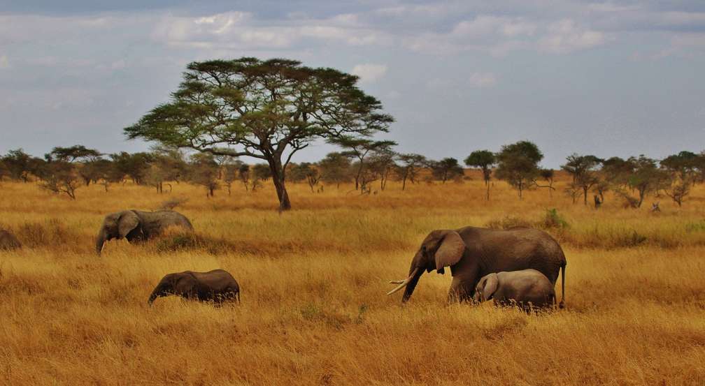 Photo Croisière à Zanzibar & Safari en Tanzanie