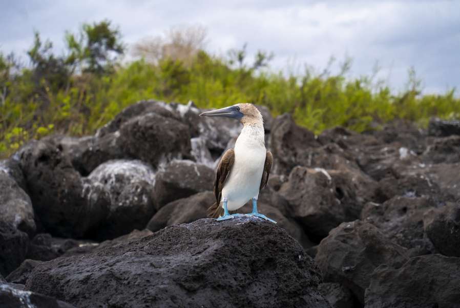 Photo Explora la naturaleza salvaje de las Galápagos en catamarán a motor
