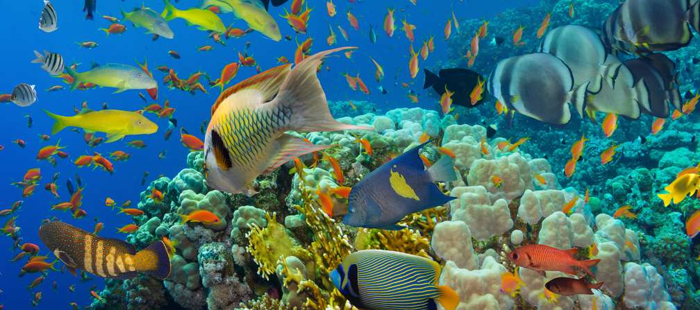 Photo Croisière snorkeling aux Maldives
