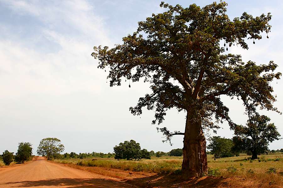 Photo Le fleuve Gambie à bord de l'Harmony V