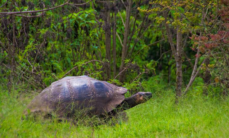 Photo Tour des îles Galapagos