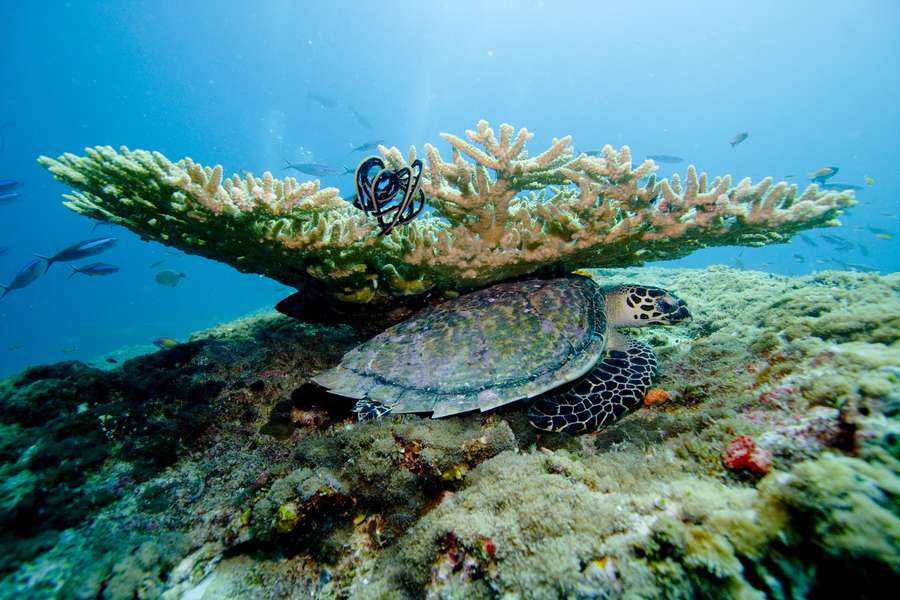 Photo Croisière snorkeling aux Maldives