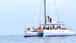 Ceycat 53