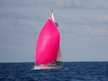 Dufour 40