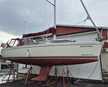 Delphia 37