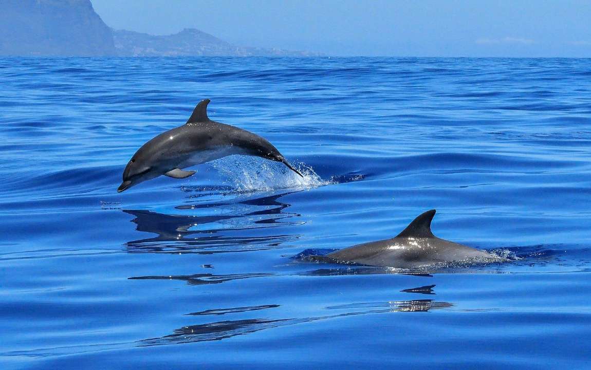 Dove avvistare i delfini nel Mediterraneo 