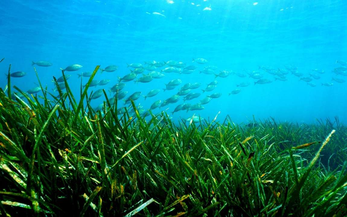 Giornata mondiale degli Oceani: naviga sostenibile