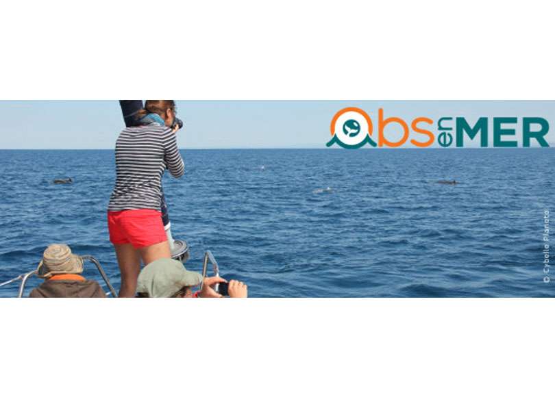 Testez la science participative avec GlobeSailor et OBSenMER