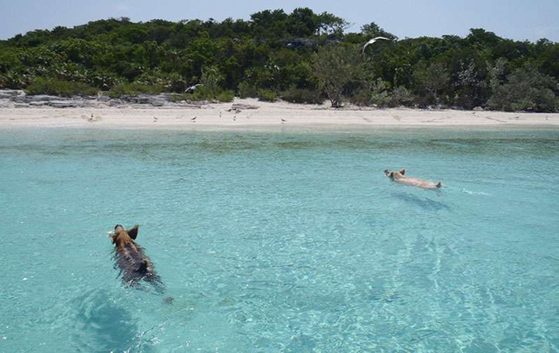 Séjour aux Bahamas : 3 activités à ne pas rater pour un sensationnel voyage