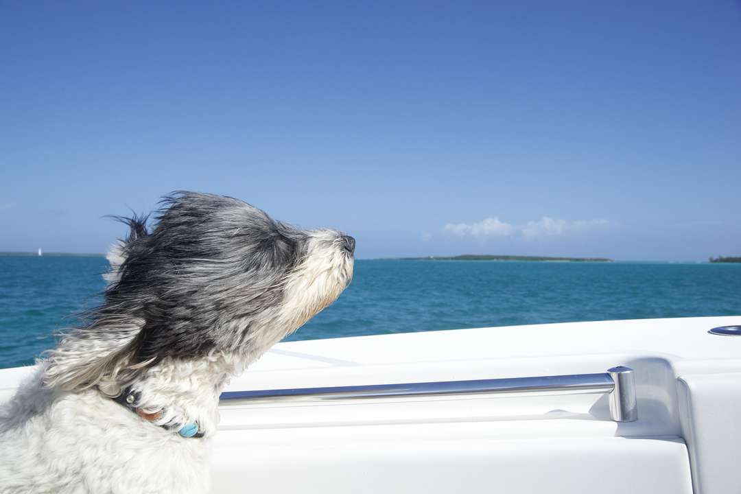 Vier Pfoten auf dem Boot: Segeln mit Hund in Italien