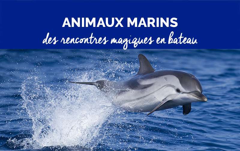 Observation des espèces marines | avec Cybelle Planète