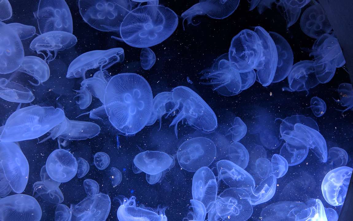 Что делать, если ужалила медуза?