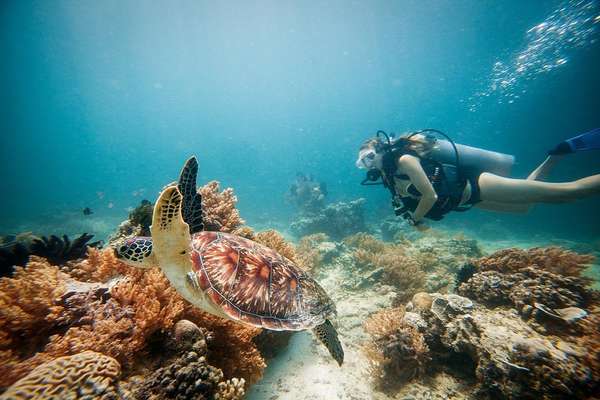 Schwimmen Sie mit den Schildkröten auf Gili Air