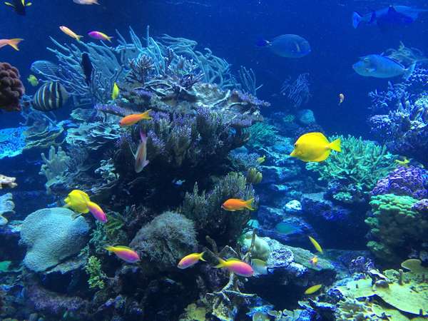 Observa la armoniosa escoba de los peces que nadan a tu alrededor.