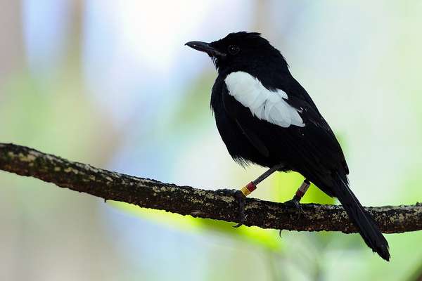 Perroquet noir des Seychelles